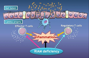 RIAM在肠道炎症中的功能示意图